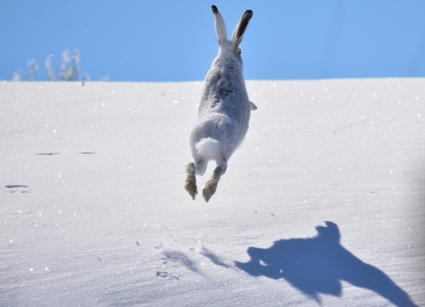 A shot from behind of a large white jackrabbit bounding high over a brilliant white snowy. The animal's shadow is reflected on the snow.