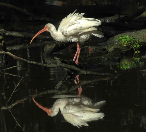 A large white bird with an orange-ish bill and link-ish legs looks at its own reflection in still water