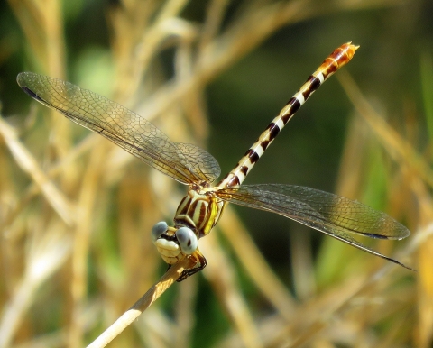 A long-bodied insect with four gossamer wings and a brown-and-white striped tubular body perches on a stalk.