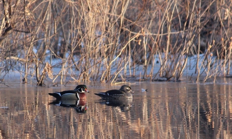 A male and female wood duck sitting on water.