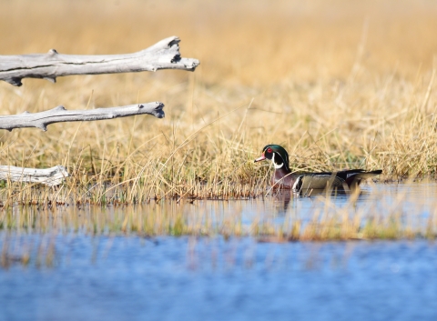 Wood Duck 