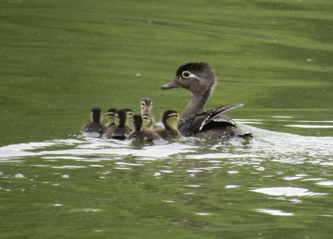 Nine black, gray and yellow ducks on a pond, one adult and eight small, fuzzy ducklings