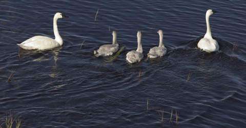 two adult swans with three grey babies