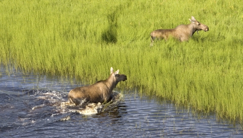 two moose  in a wetland