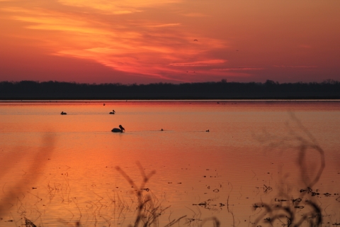 Silhouette of American white pelican glided through clam water reflecting the red and orange sunset