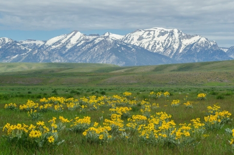Yellow clusters of a wildflower called arrowleaf balsamroot bloom in a meadow in June, with the snow-covered peaks of the Teton range in the background.