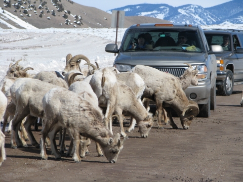 A herd of bighorn sheep stops traffic in winter at National Elk Refuge in Wyoming. The sheep are licking salt from the road. You can see snow on the ground behind them.