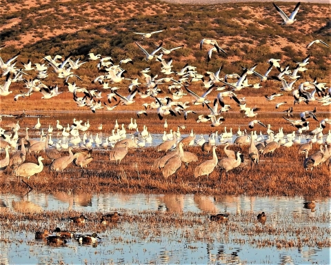 Large numbers of sandhill cranes and snow geese feed in fields at Bosque del Apache National Wildlife Refuge.