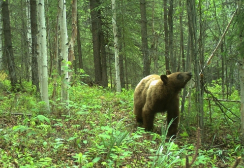 A black bear walking through a forest at Tetlin National Wildlife Refuge in Alaska is photographed by a trailcam.