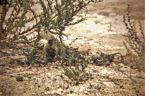 A blunt-nosed leopard lizard hides in the shade of scrub vegetation. It wears a small tag around its neck.