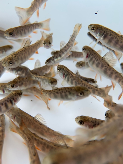 An underwater picture of several dozen Brook trout fingerlings swimming in a white bucket. The fish are light brown in color, with dark vertical band markings and orange tipped fins.