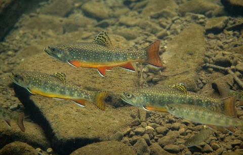 Five brook trout swimming together with orange red coloring and scattered red spots. 