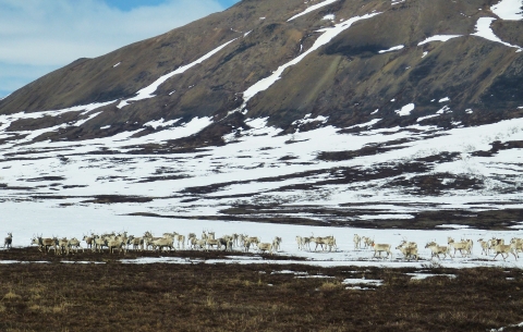 A herd of white mammals stays close in the snowy plains along the Kilbuck Mountains at Yukon Delta National Wildlife Refuge in Alaska.