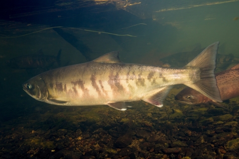 A side view of a chum salmon showing the tiger stripe pattern of stripes on the body. Due to the less flamboyant color of this fish, it is possibly a spawning female.