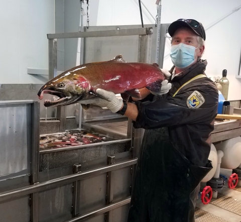 A uniformed hatchery worker with a mask holds up a large male coho salmon, its sides flushed with red to indicate its readiness for spawning.