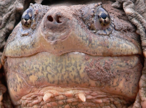Closeup of the pinkish face of a common snapping turtle in the watershed of Salt Plains National Wildlife Refuge in Oklahoma.