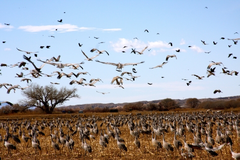 Larged-winged birds called sandhill cranes arrive in fields to feed at Bosque del Apache National Wildlife Refuge.