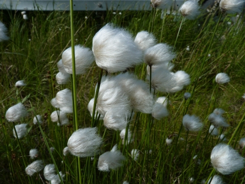 White flowers that look like cottonballs on stalks sway in the breeze at Yukon Delta National Wildlife Refuge in Alaska. 