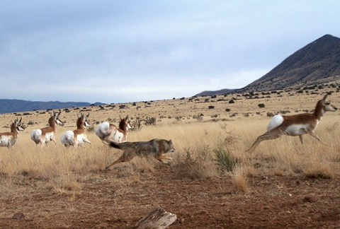 A motion-triggered trail camera captures a photo of a coyote scattering a pronghorn herd at Sevilleta National Wildlife Refuge in New Mexico.