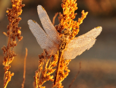A long-bodied insect, with four airy wings covered in dew, rests on an orange plant stalk.