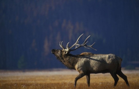 A large brown antlered mammal raises its head and bugles during the fall mating season.