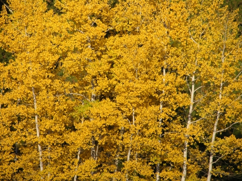 close up of yellow aspen leaves