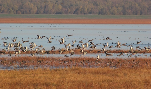 landscape foreground gold and red hues of fall vegetation in moist soil unit flack of mainly mallards lifting out of water. tree lined background 