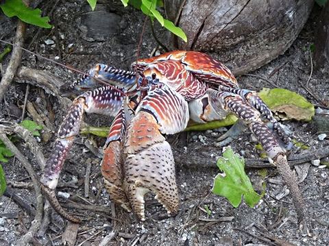 A fiddler crab shows two big claws and a red shell at Palmyra Atoll National Wildlife Refuge in the Pacific.