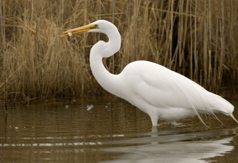 A large white wading bird with an S shaped neck stands in shallow water and holds a small bit of food in its long yellow bill.