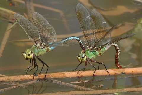 A pair of long-bodied green insects called green darner dragonflies line up on a floating stick at Bosque del Apache National Wildlife Refuge in New Mexico.