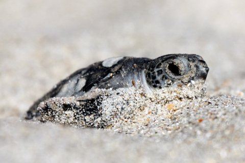 A tiny sea turtle crawls through sand at Archie Carr National Wildlife Refuge in Florida.