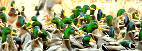 A group of mallard ducks with bright green heads in a wetland near Lacreek National Wildlife Refuge.