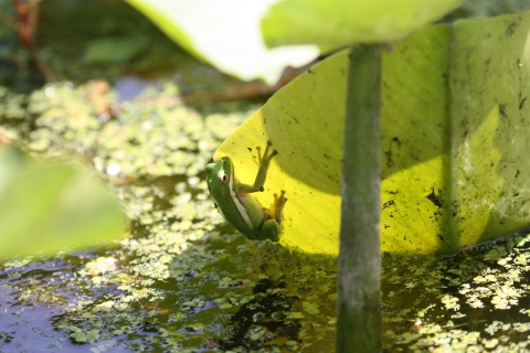 A green treefrog holding onto vegetation in a wetland.