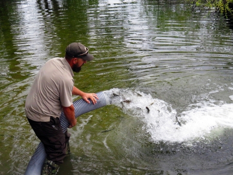 A Service employee holds a large flexible pipe with water and small fish pumping out of it into a lake.