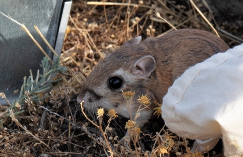 A kangaroo-rat sits next to a metal trap and canvas holding bag.