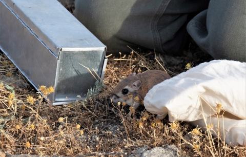 A kangaroo-rat sits next to a metal trap and canvas holding bag.
