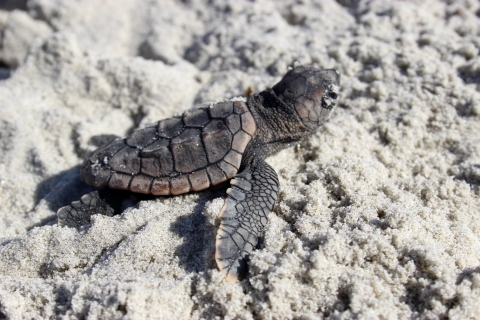 A tiny loggerhead turtle hatchling crawls over the sand to the sea at Archie Carr National Wildlife Refuge in Florida.