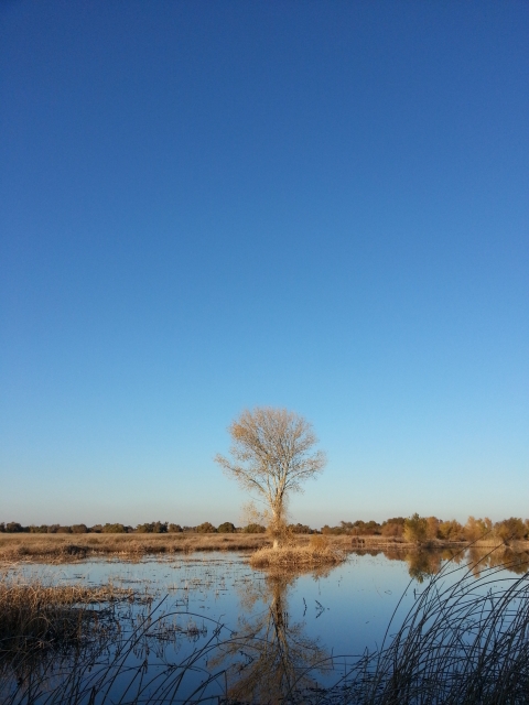 A lone tree stands in a wetland with a blue cloudless sky.