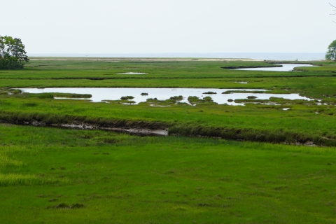 Green and low-lying coastal marshes at Rachel Carson National Wildlife Refuge in Maine 