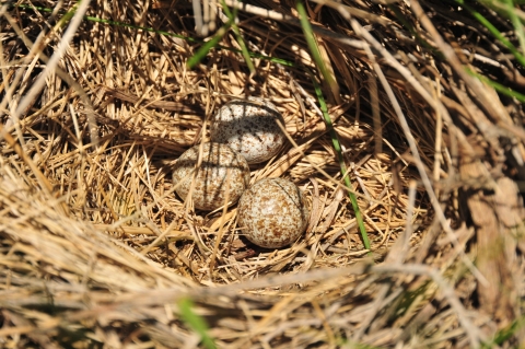 Western Meadowlark Nest 