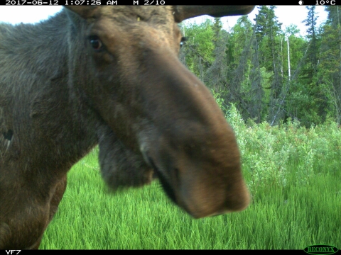 A moose photographed by a motion-triggered trailcam looks at the viewer at Yukon Flats National Wildlife Refuge in Alaska.