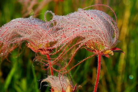 Morning dew coats a wildflower called red prairie smoke with a delicate fairy lace at Chase Lake National Wildlife Refuge in North Dakota. 