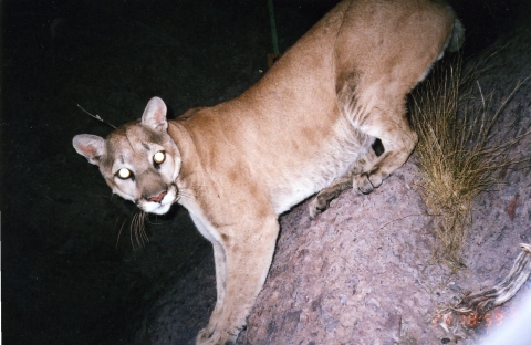 A mountain lion is photographed by a motion-triggered trailcam at Kofa National Wildlife Refuge in Arizona.