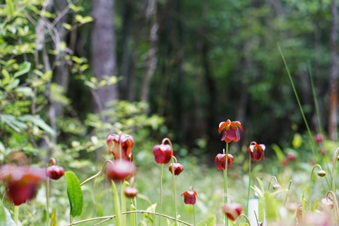 A patch of mountain sweet pitcher plants growing in open bog area.