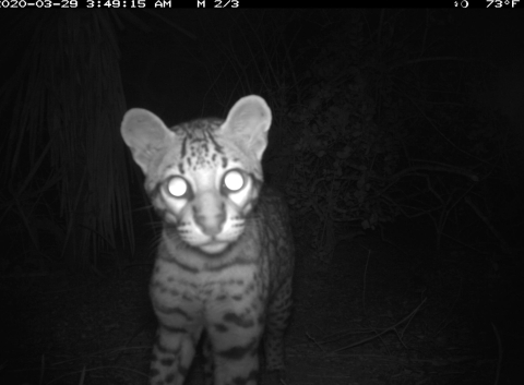 A curious young wildcat approaches a remote-action trail camera at night at Laguna Atascosa National Wildlife Refuge in Texas.
