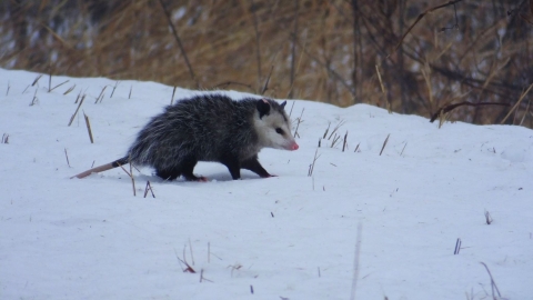 An opossum -- a small brown mammal with a white pointed snout --makes its way across the snow at DeSoto National Wildlife Refuge in Iowa and Nebraska. 