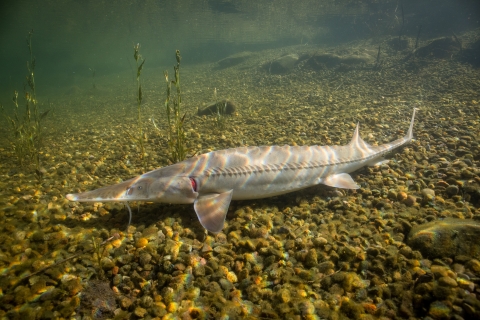 A long and slender fish with whiskers and small ridges along its back and sides swimming along a rocky stream bed. 