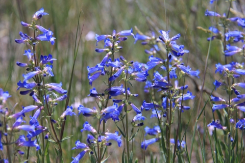 Stalks of a blue wildflower called penstemon bloom at National Elk Refuge.