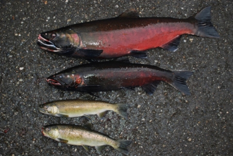 Two different forms of mature male coho salmon: 3-year-olds (top) and 2-year-olds ("jacks," b