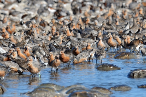 Red-breasted birds called red knots feed in shallow water on the eggs of horseshoe crabs (round, hard-shelled creatures) that come ashore in May on Delaware Bay.